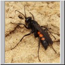 Anoplius viaticus - wegwespe-30.jpg